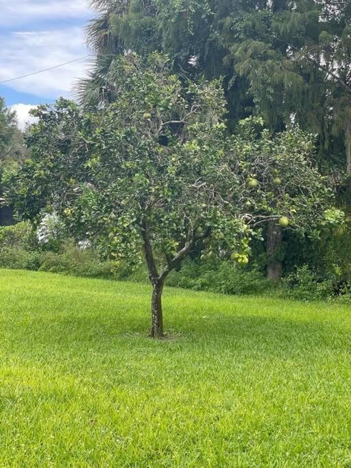La Finca... Beautiful Countryside Home ! North North Naples 外观 照片